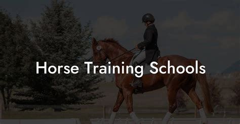 Horse Training Schools How To Own A Horse Horse Training Schools How To Own A Horse