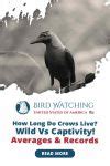 How Long Do Crows Live Wild Vs Captivity Averages And Records How Long Do Crows Live Wild Vs Captivity Averages And Records