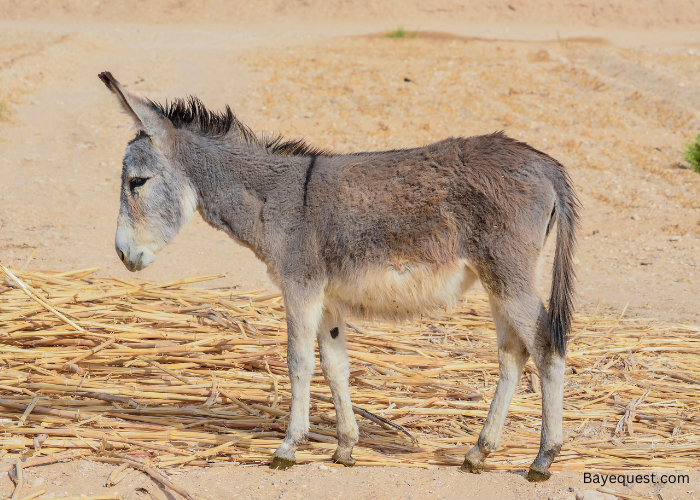 How Long Do Donkeys Live Average Lifespan Data Care Pangovet How Long Do Donkeys Live Average Lifespan Data Care Pangovet