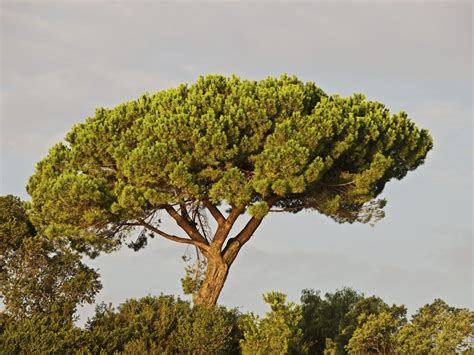 How To Care For Italian Stone Pine How To Care For Italian Stone Pine