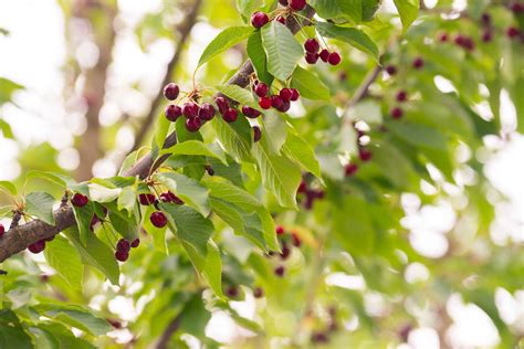 How To Grow And Care For A Bing Cherry Tree How To Grow And Care For A Bing Cherry Tree