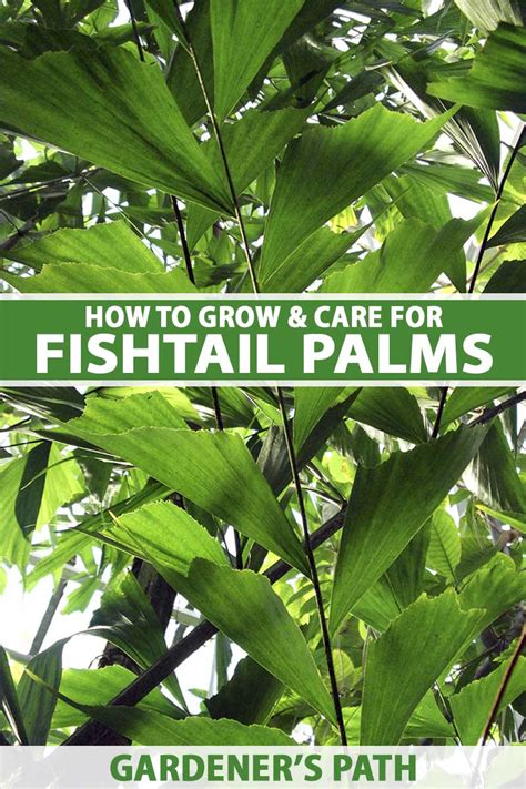 How To Grow Fishtail Palm Plant Care Of Fishtail Palm Tree Fishtail How To Grow Fishtail Palm Plant Care Of Fishtail Palm Tree Fishtail