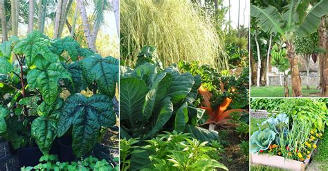 How To Make A Tropical Edible Garden 30 Best Tropical Vegetables How To Make A Tropical Edible Garden 30 Best Tropical Vegetables