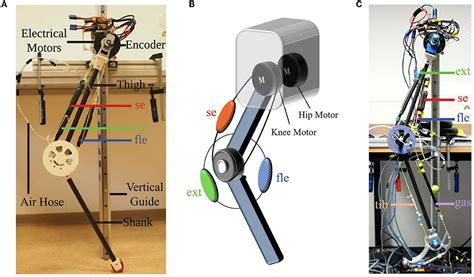 Humanoid Robot Leg Mechanisms Humanoid Robot Leg Mechanisms