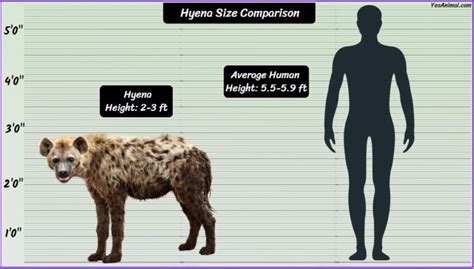 5 Hyena Size Comparisons