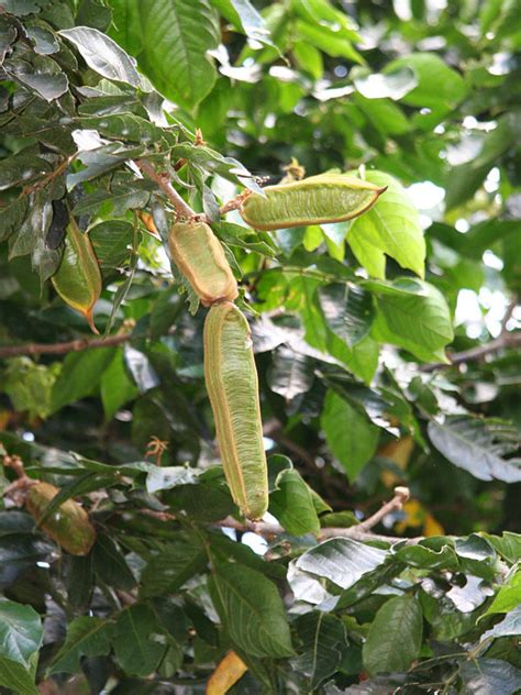 5 Inga Bean Tree Benefits