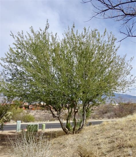 5 Ironwood Tree Facts