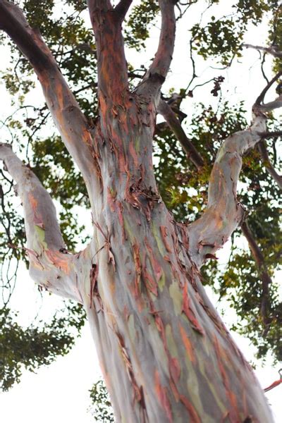 Is The Rainbow Eucalyptus Real San Diego Tree Trimming Lc Tree Service Is The Rainbow Eucalyptus Real San Diego Tree Trimming Lc Tree Service