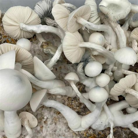 Jack Frost Mushroom Spores Quality Spores Jack Frost Mushroom Spores Quality Spores