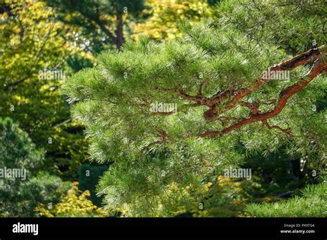 Japanese Fir Tree Care
