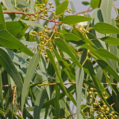 5 Ways Lemon Bush Eucalyptus