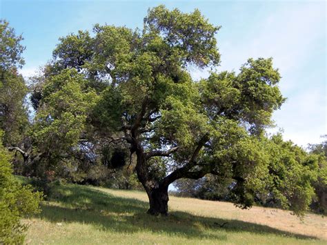 Let S Plant Some Oaks Madrone Landscape Let S Plant Some Oaks Madrone Landscape