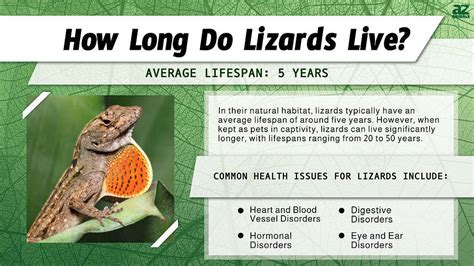 Lizards Lifespan Facts
