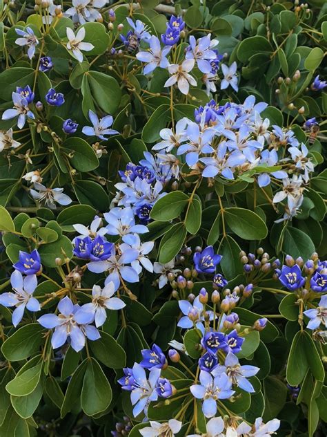 Lignum Vitae Guaiacum Officinale Flowering Tree Of Life Lignum Vitae Guaiacum Officinale Flowering Tree Of Life
