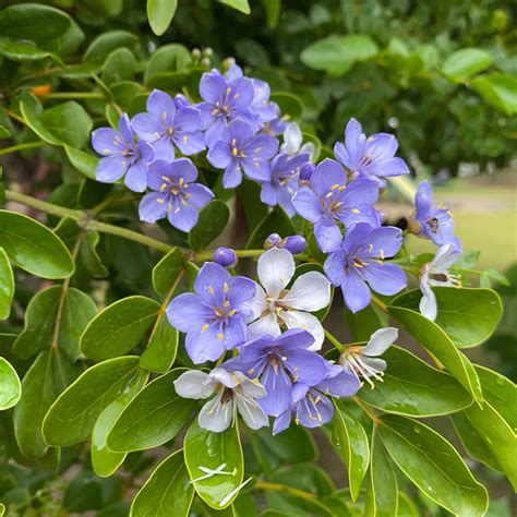 Lignum Vitae Guayac N Planting Hope Lignum Vitae Guayac N Planting Hope