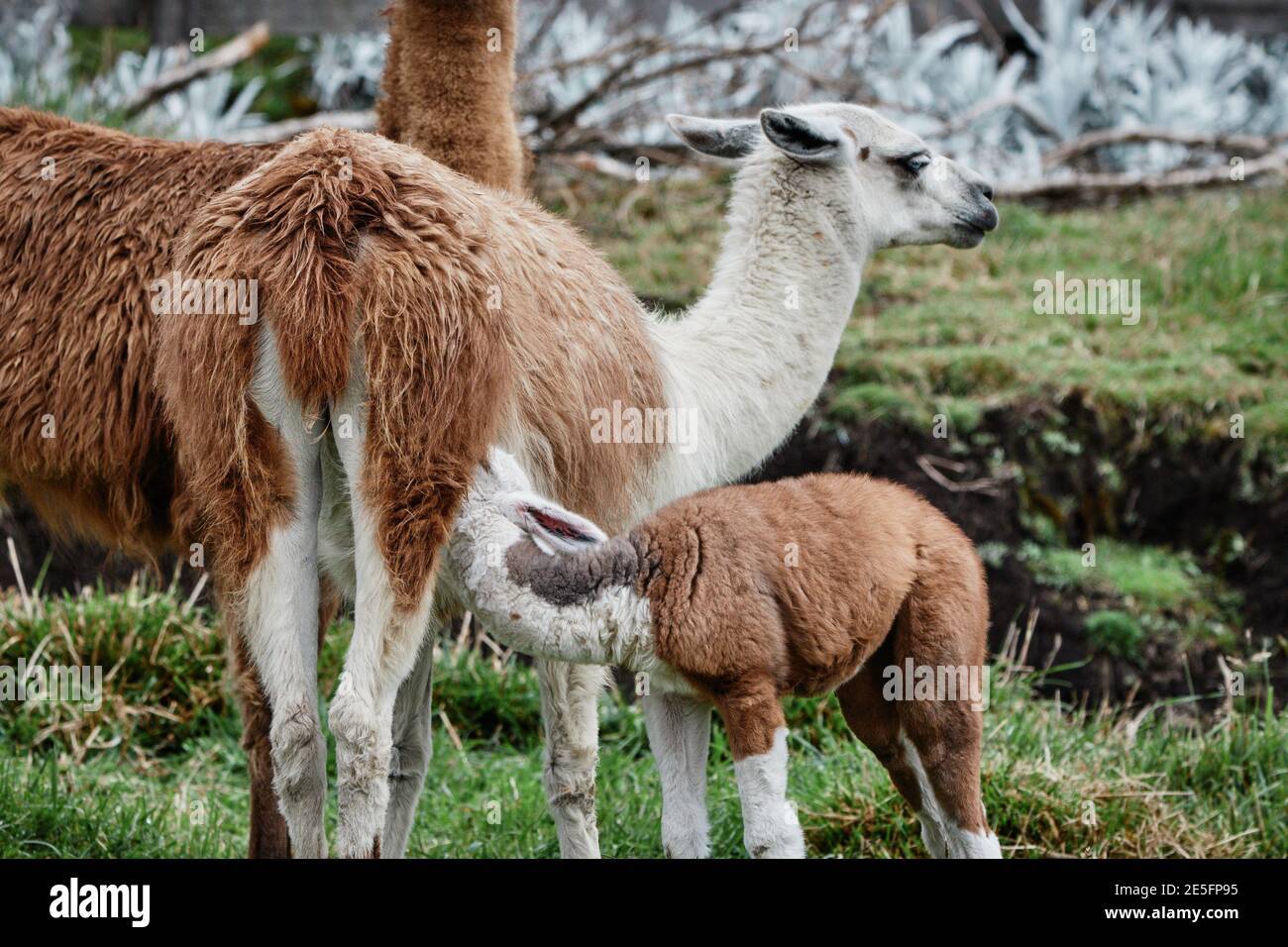 Llamas Alpaca In Andes Mountains South America Stock Image Image Of Llamas Alpaca In Andes Mountains South America Stock Image Image Of