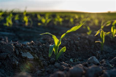 Making Agriculture More Resilient To Climate Change Mit News Massachusetts Institute Of Technology Making Agriculture More Resilient To Climate Change Mit News Massachusetts Institute Of Technology
