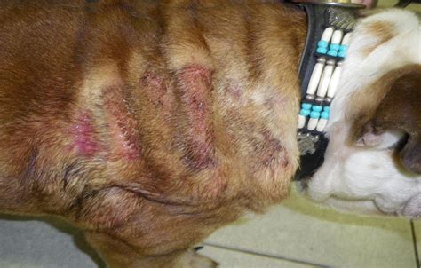 Male Dog Smegma Removal Guide