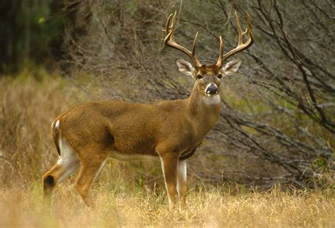 Missouri Deer Rifle Season Missouri Deer Rifle Season