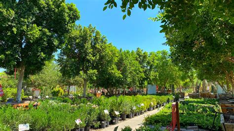 Moon Valley Nursery Arizona Blog Moon Valley Nursery Arizona Blog