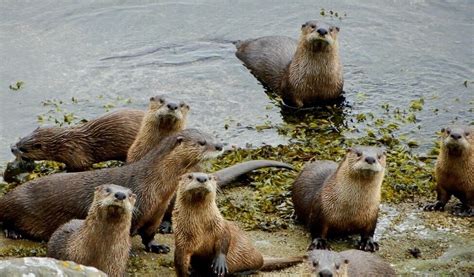 North American River Otter Facts Seadoc Society North American River Otter Facts Seadoc Society