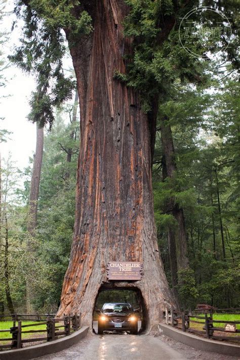 Northern California Redwoods Drive Thru Tree Beautiful Places Around Northern California Redwoods Drive Thru Tree Beautiful Places Around