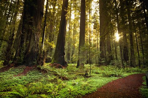 5 Northern California Trees