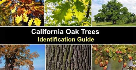 5 California Oaks