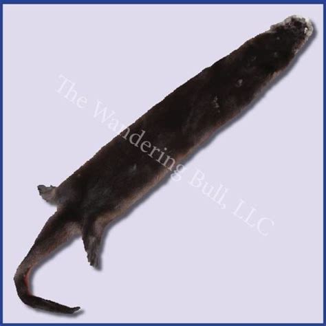 Otter Pelt Whole Wandering Bull Native American Shop Otter Pelt Whole Wandering Bull Native American Shop