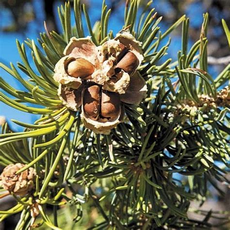 Pine Nut Pinus Pinea Pine Nut Pinus Pinea