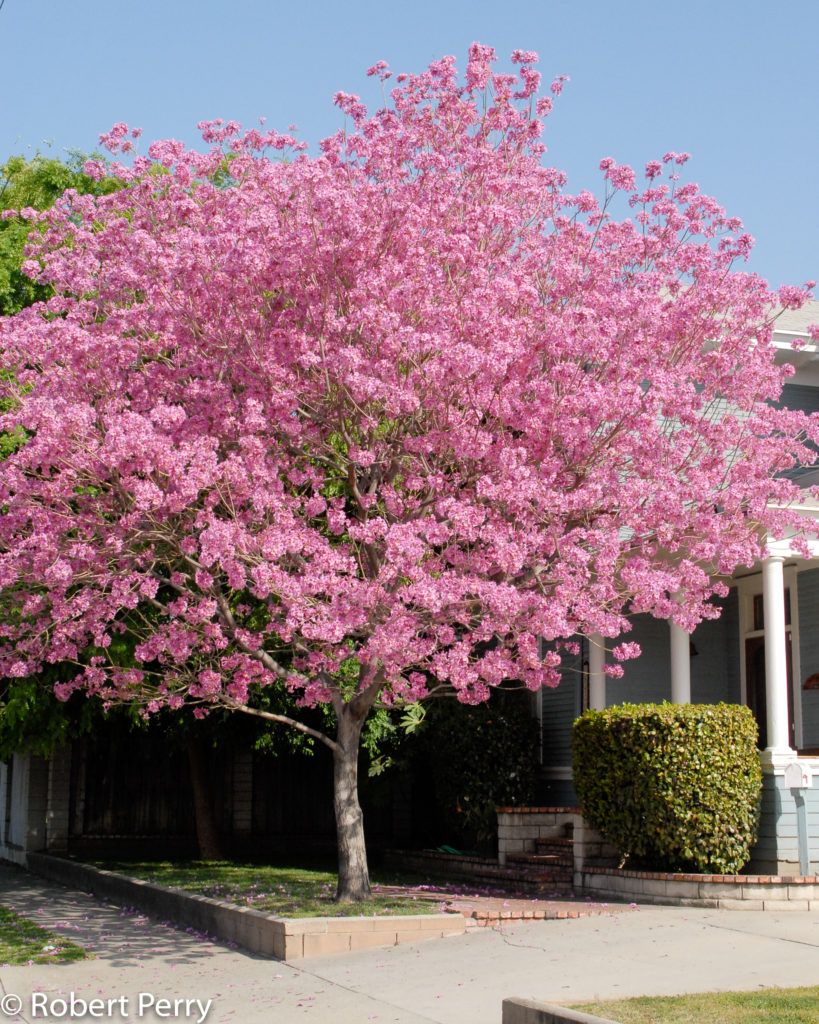 Pink Trumpet Tree Waterwise Garden Planner Pink Trumpet Tree Waterwise Garden Planner