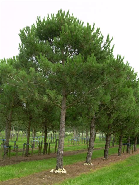 Pinus Pinea Umbrella Pine Stone Pine Van Den Berk Nurseries Pinus Pinea Umbrella Pine Stone Pine Van Den Berk Nurseries