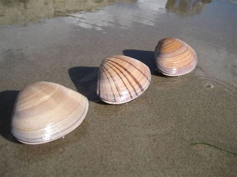 5 Pismo Beach Clamming Tips