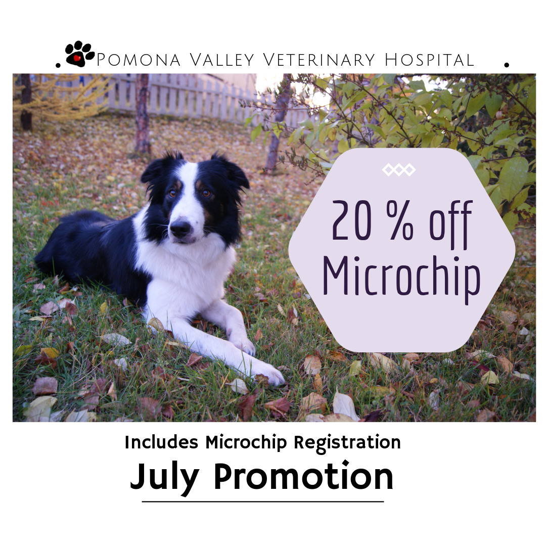 Pomona Vet Hospital Expert Care