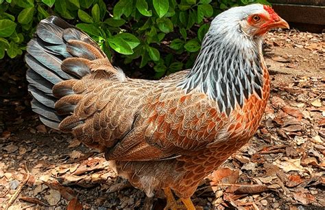 Prairie Bluebell Egger Chicken Breed Facts