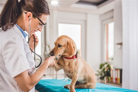Premium Photo Veterinarian Veterinary Clinic Animal Treatment Caring Premium Photo Veterinarian Veterinary Clinic Animal Treatment Caring