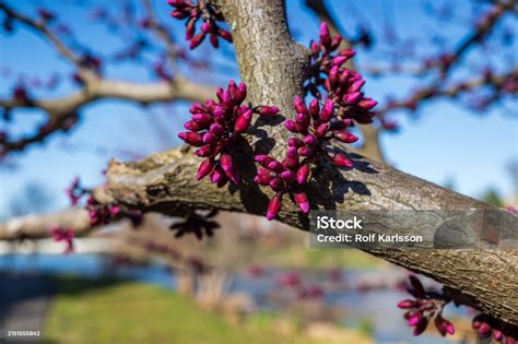 Purple Eastern Redbud Cercis Canadensis Member Of Bean Family Fabaceae Purple Eastern Redbud Cercis Canadensis Member Of Bean Family Fabaceae