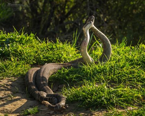 Rattlesnake Mating Habits