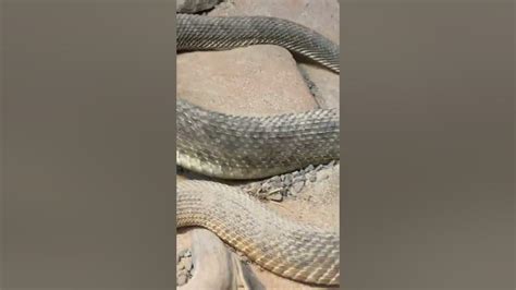 Rattlesnakes Mating Youtube Rattlesnakes Mating Youtube