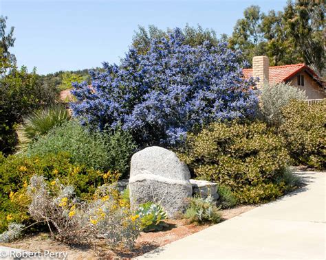 Ray Hartman Ceanothus Waterwise Garden Planner Ray Hartman Ceanothus Waterwise Garden Planner