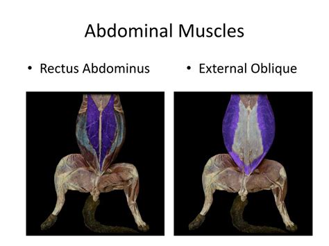 Rectus Abdominis Muscle Cat