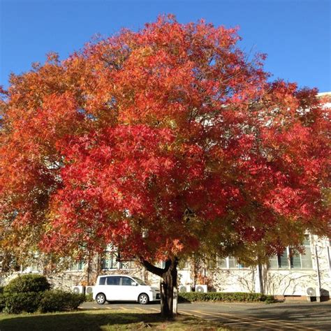 5 Ways Red Pistache Tree