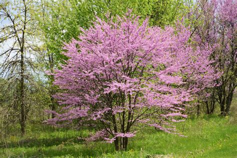 Redbud Heinen Landscape Redbud Heinen Landscape
