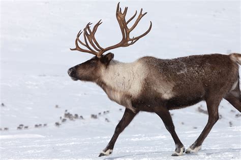Reindeer Caribou Reindeer Caribou