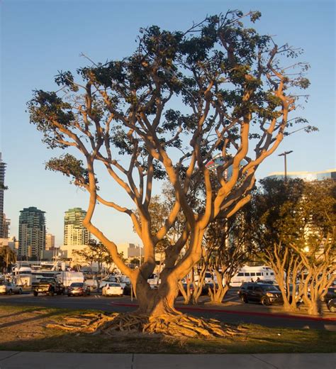 San Diego Ca Usa Outdoor Planted What Are These Trees All Over San San Diego Ca Usa Outdoor Planted What Are These Trees All Over San