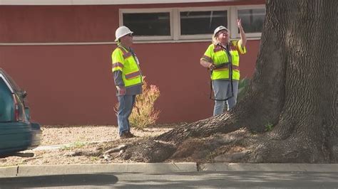 San Diego Trees City Of San Diego Conducts Tree Inventory Analysis San Diego Trees City Of San Diego Conducts Tree Inventory Analysis
