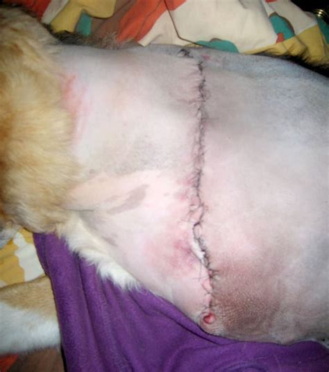 Seroma Treatment for Dogs