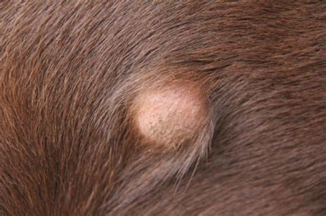 Seroma In Dogs Post Surgical Treatment And Prevention Seroma In Dogs Post Surgical Treatment And Prevention