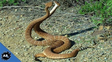 Snake Breeding Made Simple Snakebytestv Animalbytestv Youtube Snake Breeding Made Simple Snakebytestv Animalbytestv Youtube