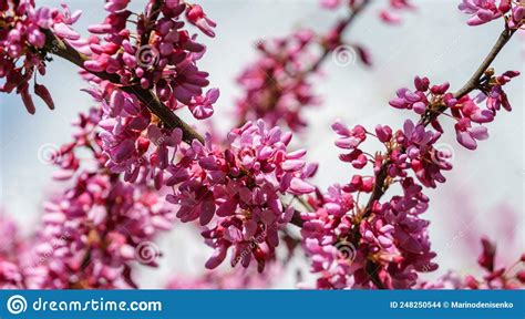 Spring Blossom Of Purple Cercis Canadensis Or Judas Tree Or Eastern Spring Blossom Of Purple Cercis Canadensis Or Judas Tree Or Eastern